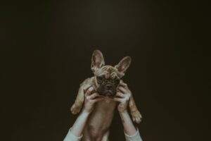 Close-up of twho hands holding a French Bulldog in the air.
