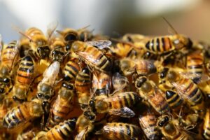Close-up of several bees