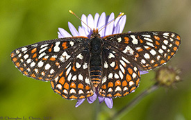 Quino Checkerspot